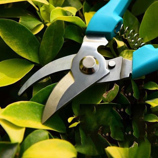 Garden Shears Small