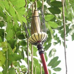 На что следует обратить внимание при сборе яблок?