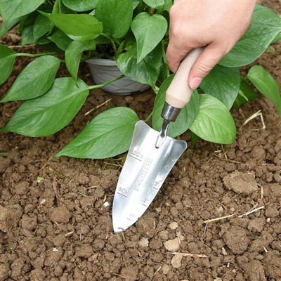 Дневник посадки сада -1